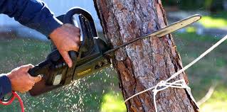 Best Hazardous Tree Removal  in Dumfries, VA