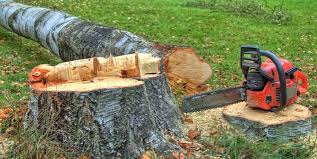 Best Stump Grinding and Removal  in Dumfries, VA