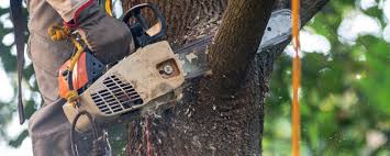  Dumfries, VA Tree Services Pros