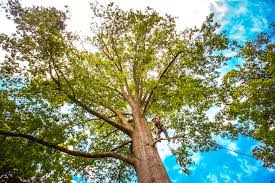 Best Lawn Renovation and Restoration  in Dumfries, VA