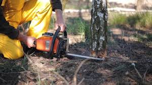 Best Tree Health Inspection  in Dumfries, VA