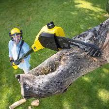 Dumfries, VA Tree Services Company