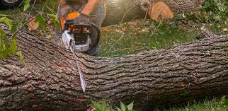 Best Emergency Tree Removal  in Dumfries, VA
