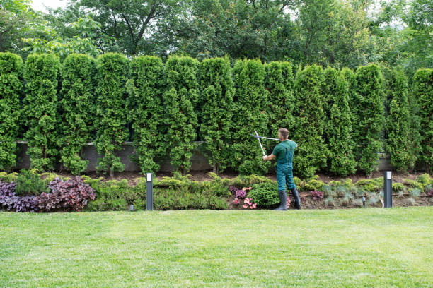 How Our Tree Care Process Works  in  Dumfries, VA