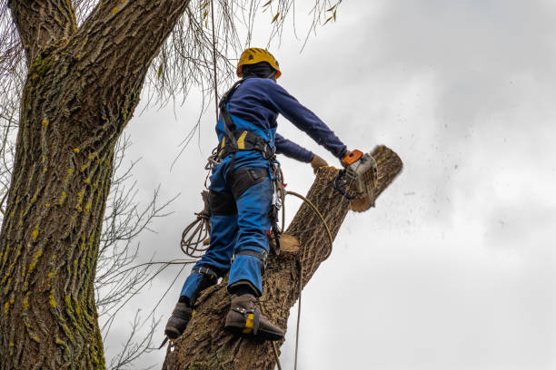 Best Firewood Processing and Delivery  in Dumfries, VA