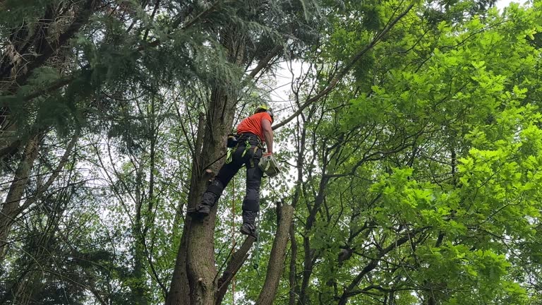 Best Fruit Tree Pruning  in Dumfries, VA