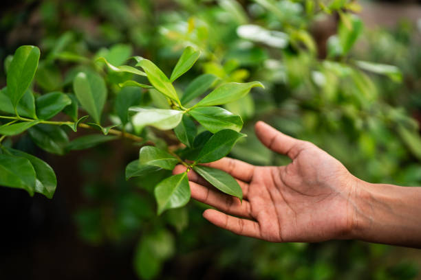 Best Tree and Shrub Care  in Dumfries, VA