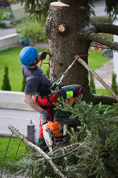 Best Commercial Tree Services  in Dumfries, VA