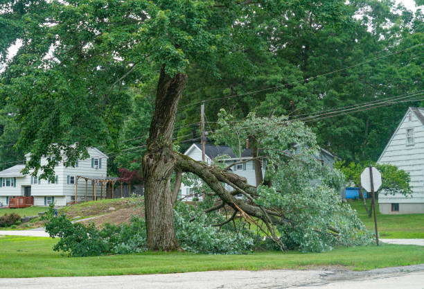 Best Arborist Consultation Services  in Dumfries, VA