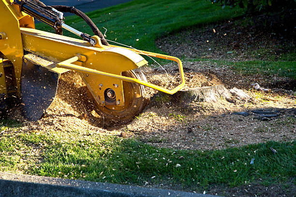 Best Tree Removal  in Dumfries, VA