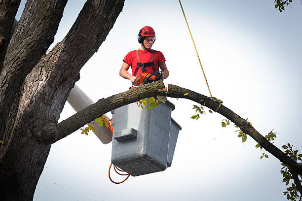 Best Tree Preservation Services  in Dumfries, VA