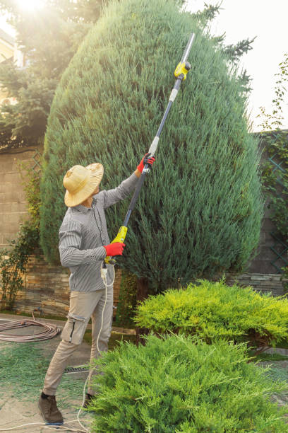 Best Utility Line Clearance  in Dumfries, VA