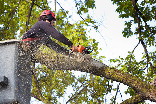 Best Tree Fertilization  in Dumfries, VA
