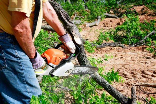 Best Tree Risk Assessment  in Dumfries, VA